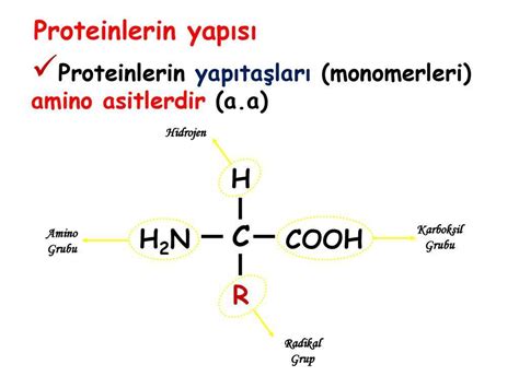 amino ve karboksil grubu